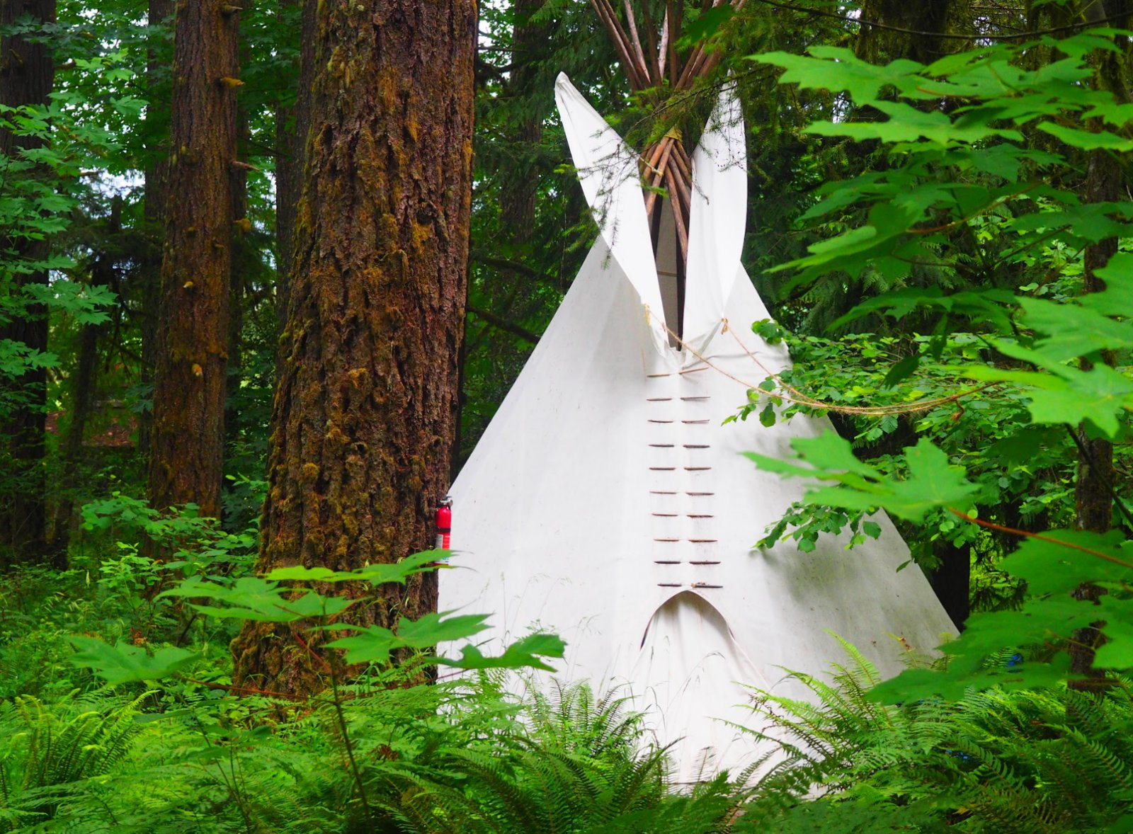 White tipi nestled among ferns