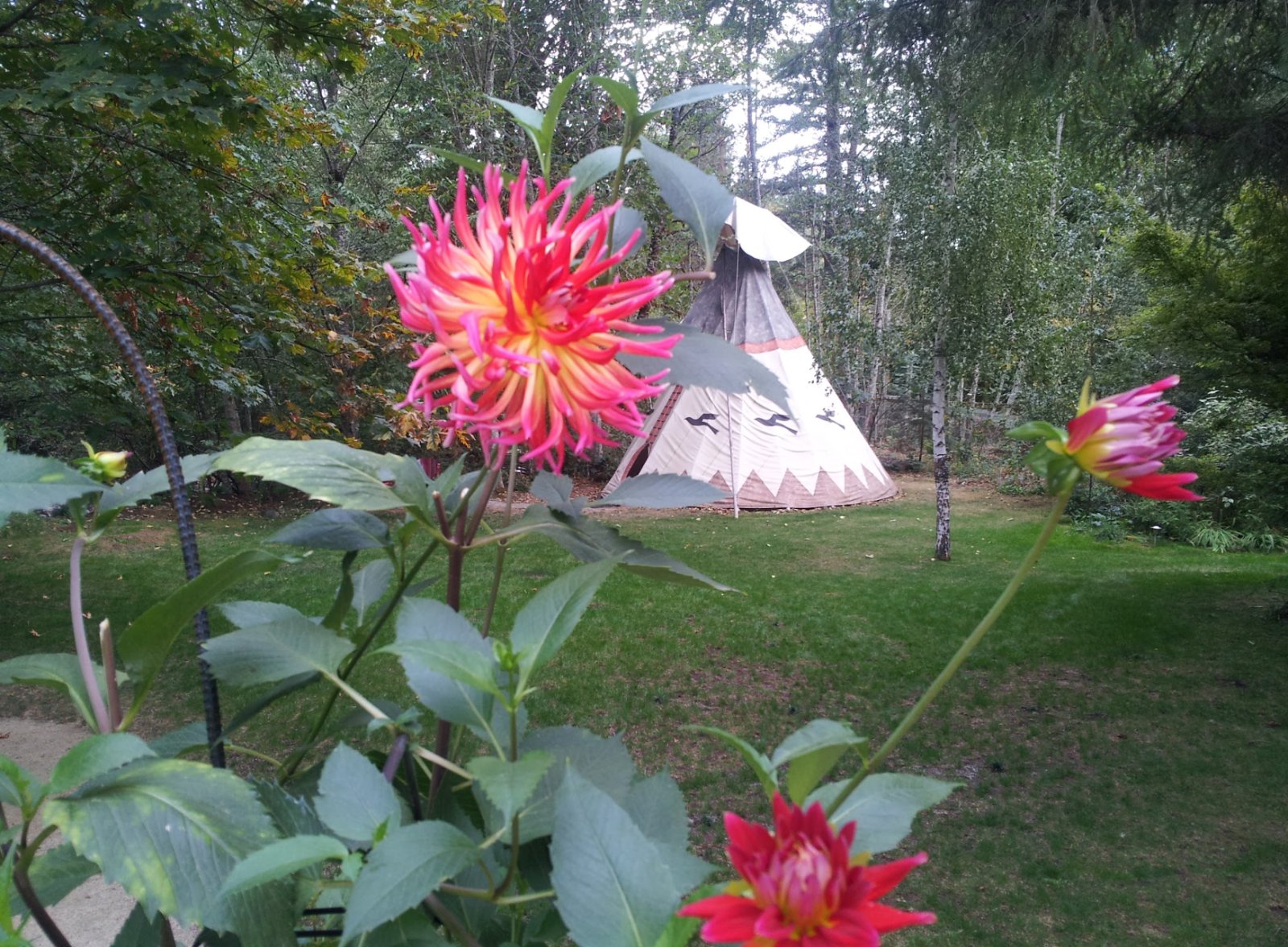 Dahlia blooming in front of a tipi