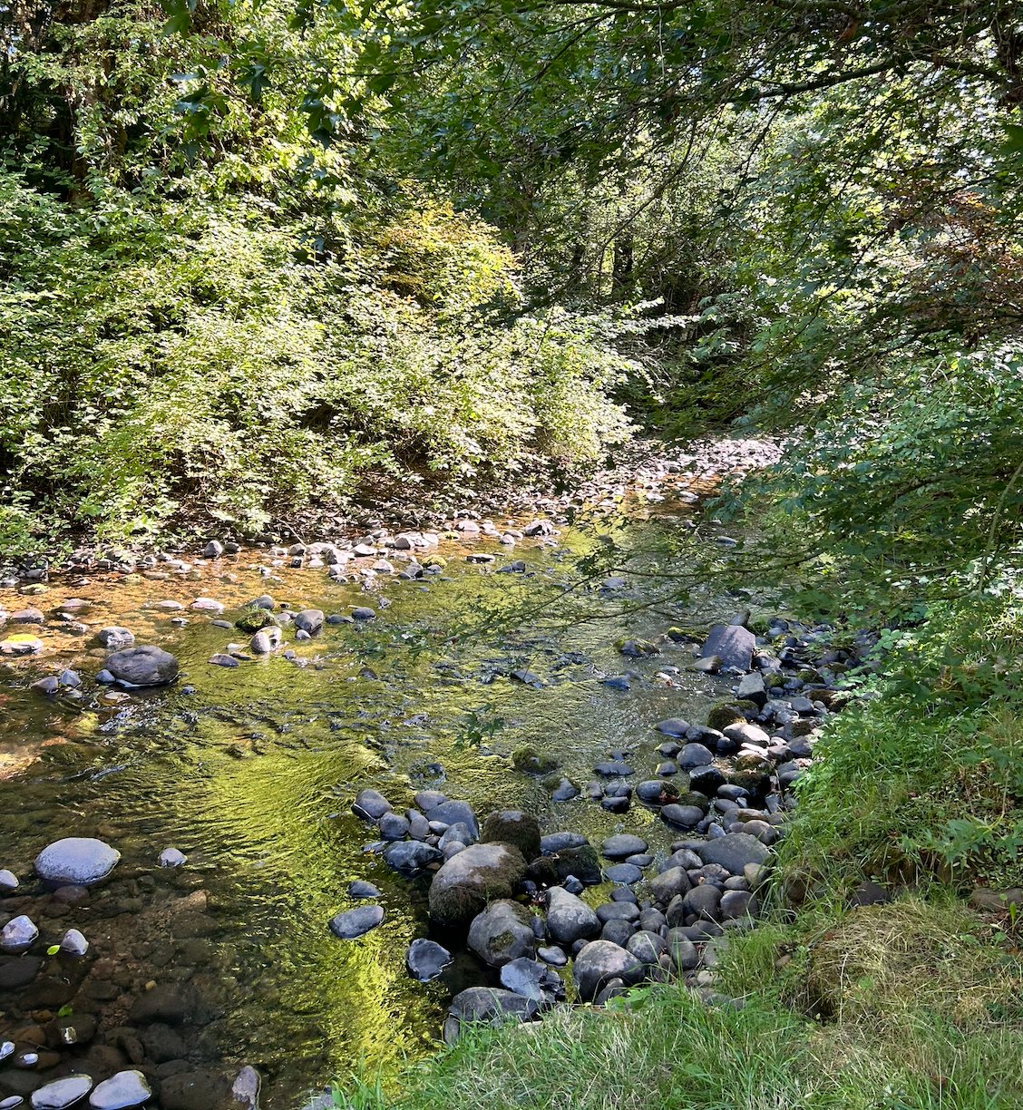 The creek flowing over mossy rocks
